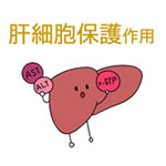 肝臓保護
